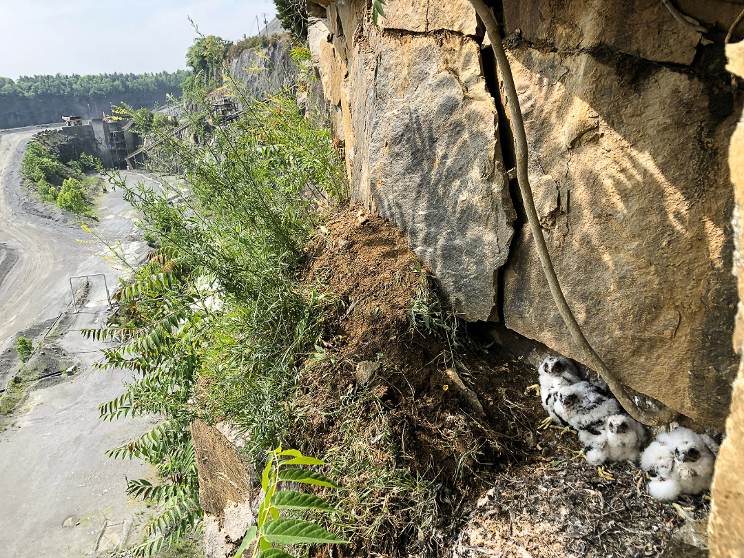 Peregrine brood looks out over the Luckstone quarry in Ashburn, Virginia
