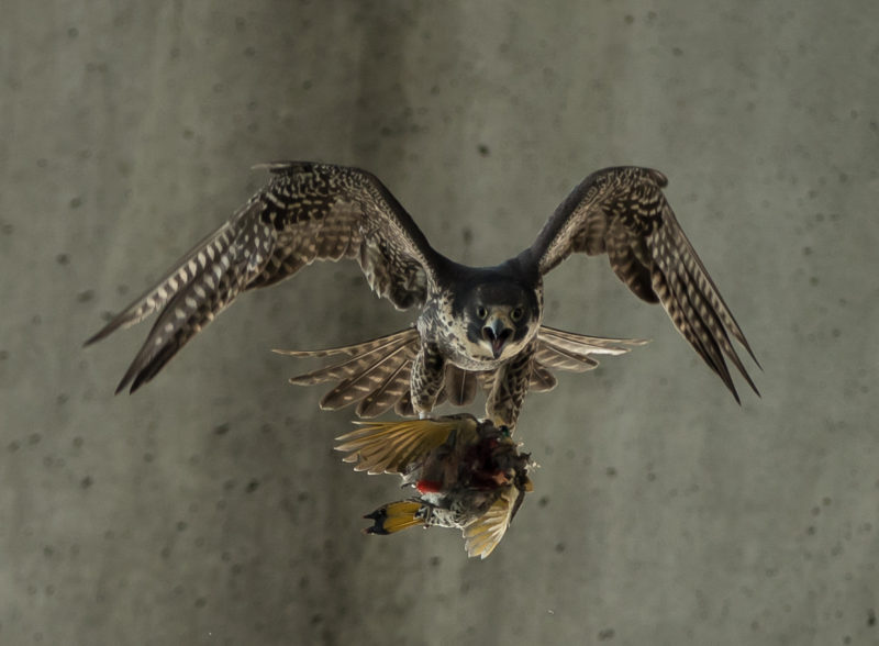 Peregrine falcon carrying common flicker to nest site on bridge.