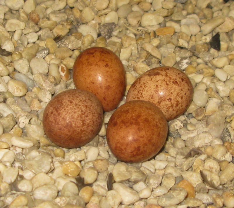 Peregrine falcon clutch in a nest tray on a bridge managed by the Virginia Department of Transportation.