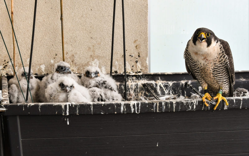 Peregrine falcon with brood of two males and two females.
