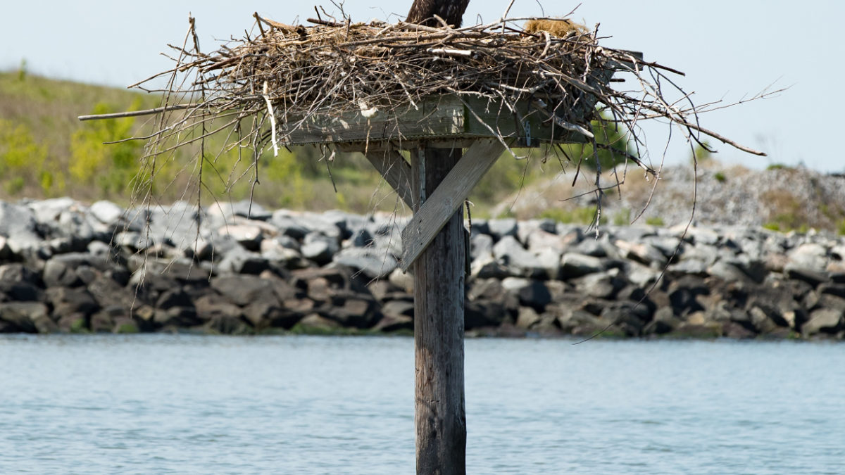 A single eagle nestling stands on an osprey platform