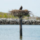A single eagle nestling stands on an osprey platform