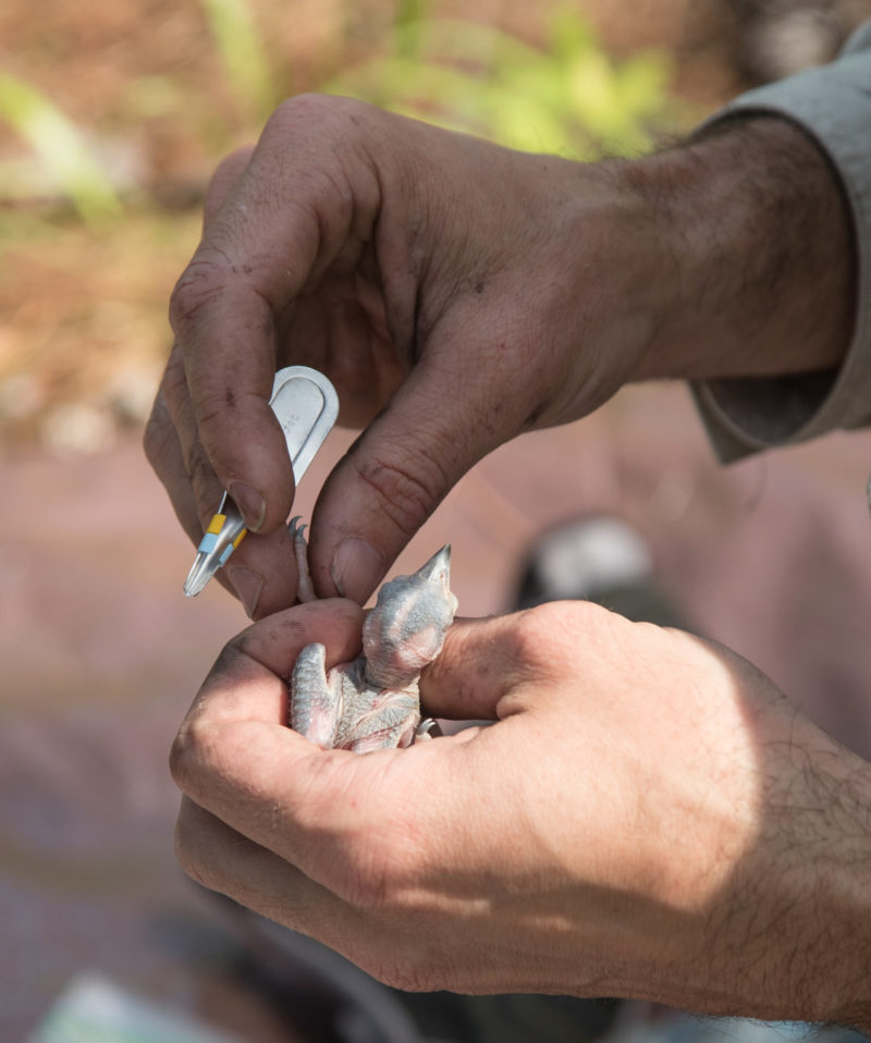 Preparing to place color bands on nestling woodpecker.