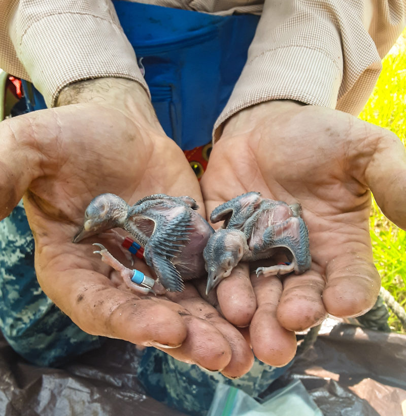 Brood of woodpeckers after banding