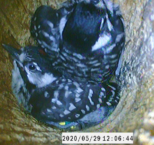 Two red-cockaded woodpecker nestlings that are a few days away from fledgling.