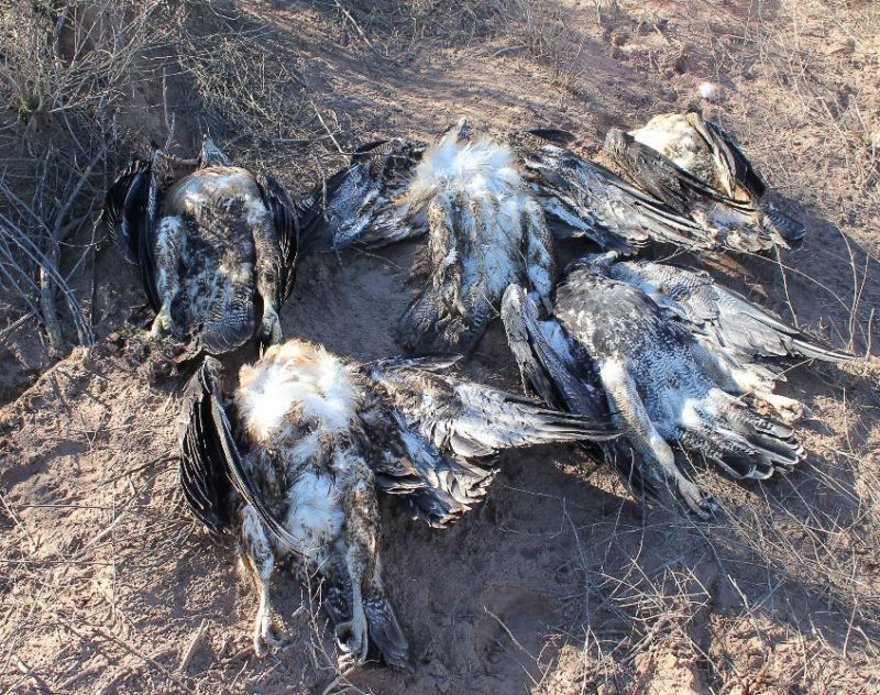 Raptors electrocuted on transmission pole in Argentina.