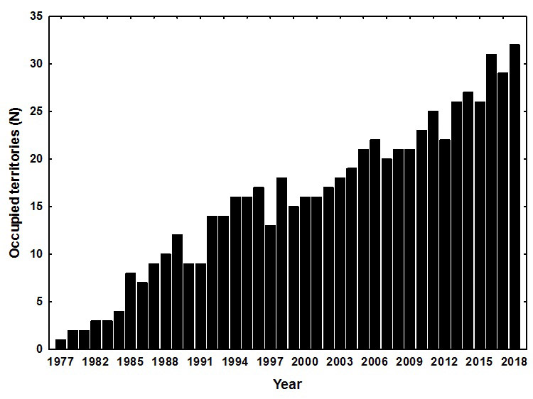 Recovery of the peregrine falcon breeding population following initial reintroduction efforts.