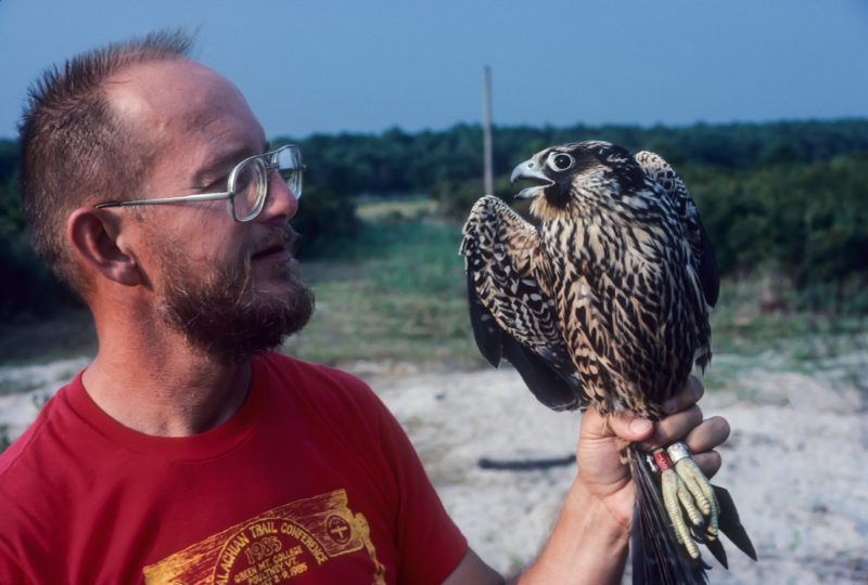 Reese Lukei with a peregrine falcon trapped during the fall at Wise Point.