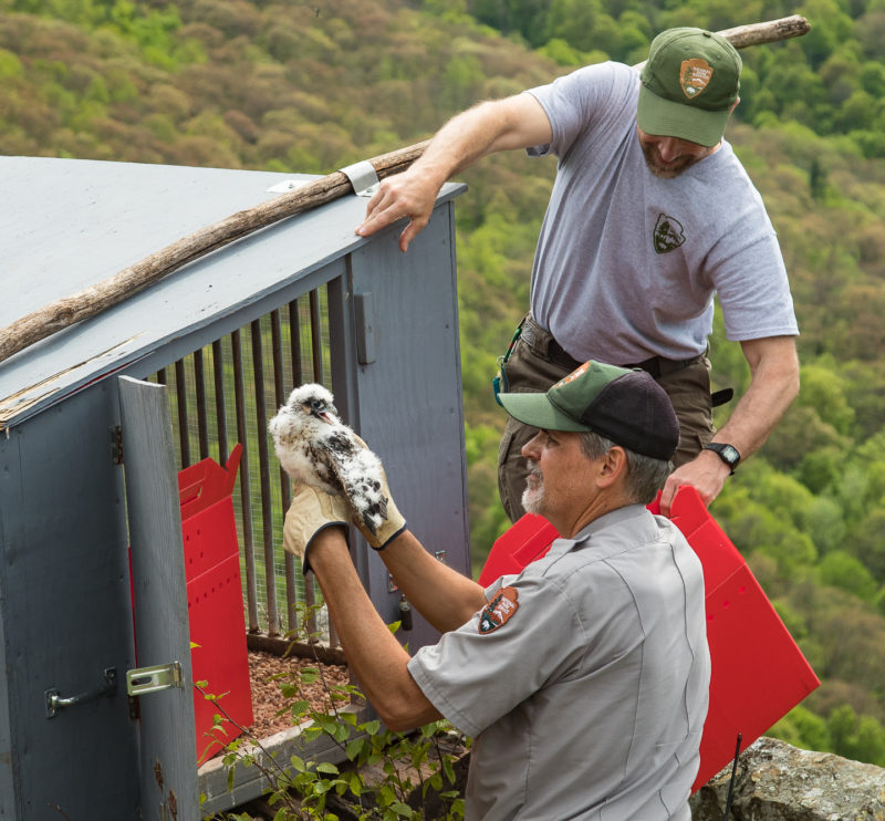 Rolf Gubler and Alan Williams place a young peregrine in a hack box on Franklin Cliffs within Shenandoah National Park