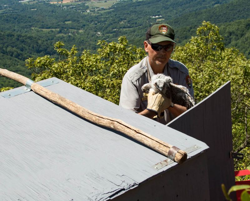 Rolf Gubler places a young falcon in a hack box within Shenandoah NP