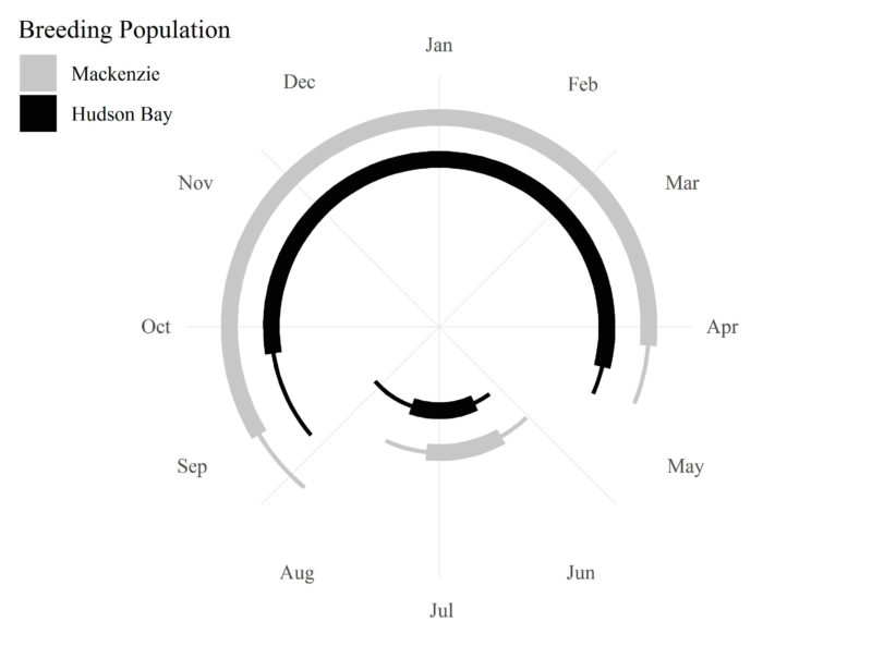 Schedule of whimbrel populations on the winter and breeding grounds.