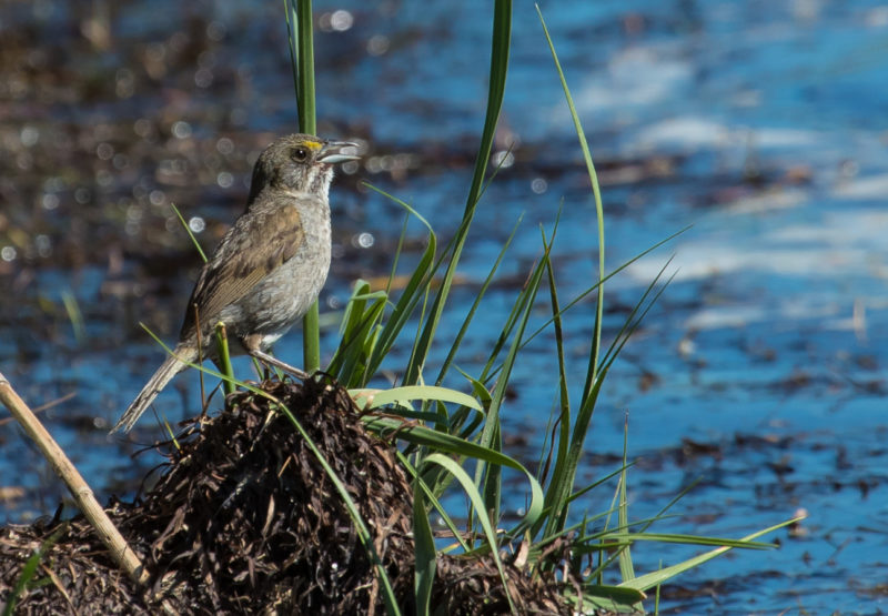 Seaside sparrow standing on eelgrass wrack in the Chesapeake Bay.