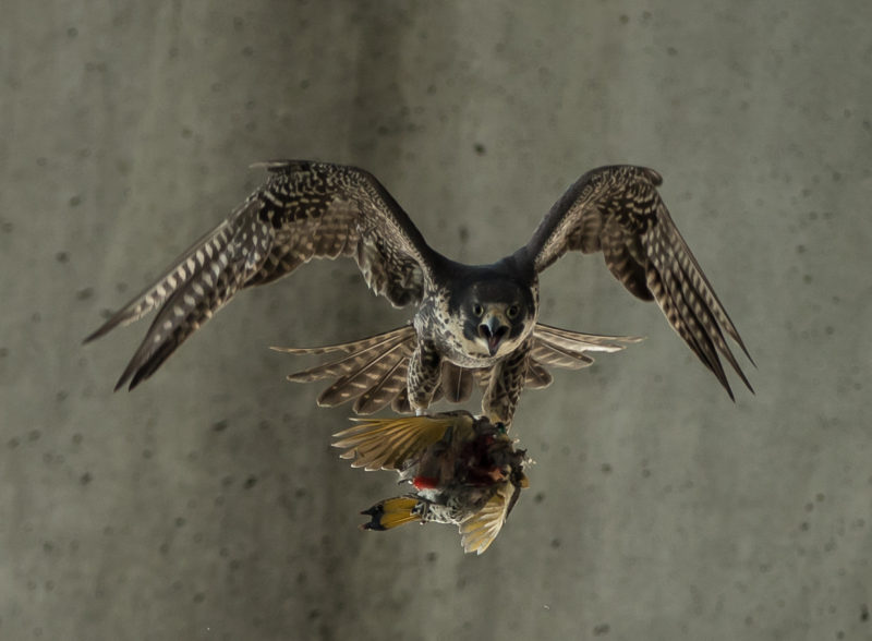 Second-year female peregrine falcon with northern flicker presented to it by a male