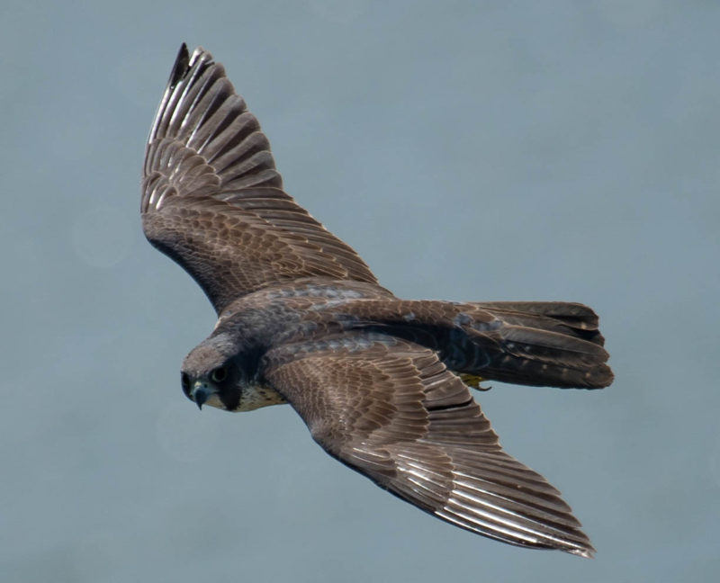 Second-year female that bred successfully on the James River Bridge in 2019