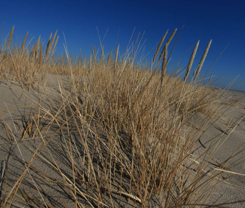 Seed heads of American Beach Grass