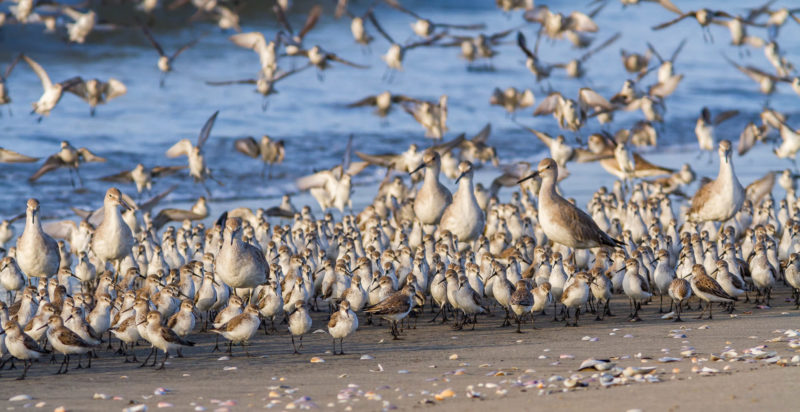 Shorebirds arrive with the incoming tide to congregate in a high-tide roost along the shoreline in Pacora along the upper bay of Panama.