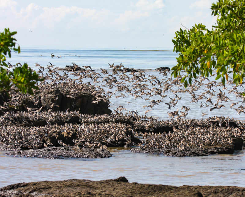 Shorebirds roosting on a rock outcrop near the village of Playa Leon in Panama.