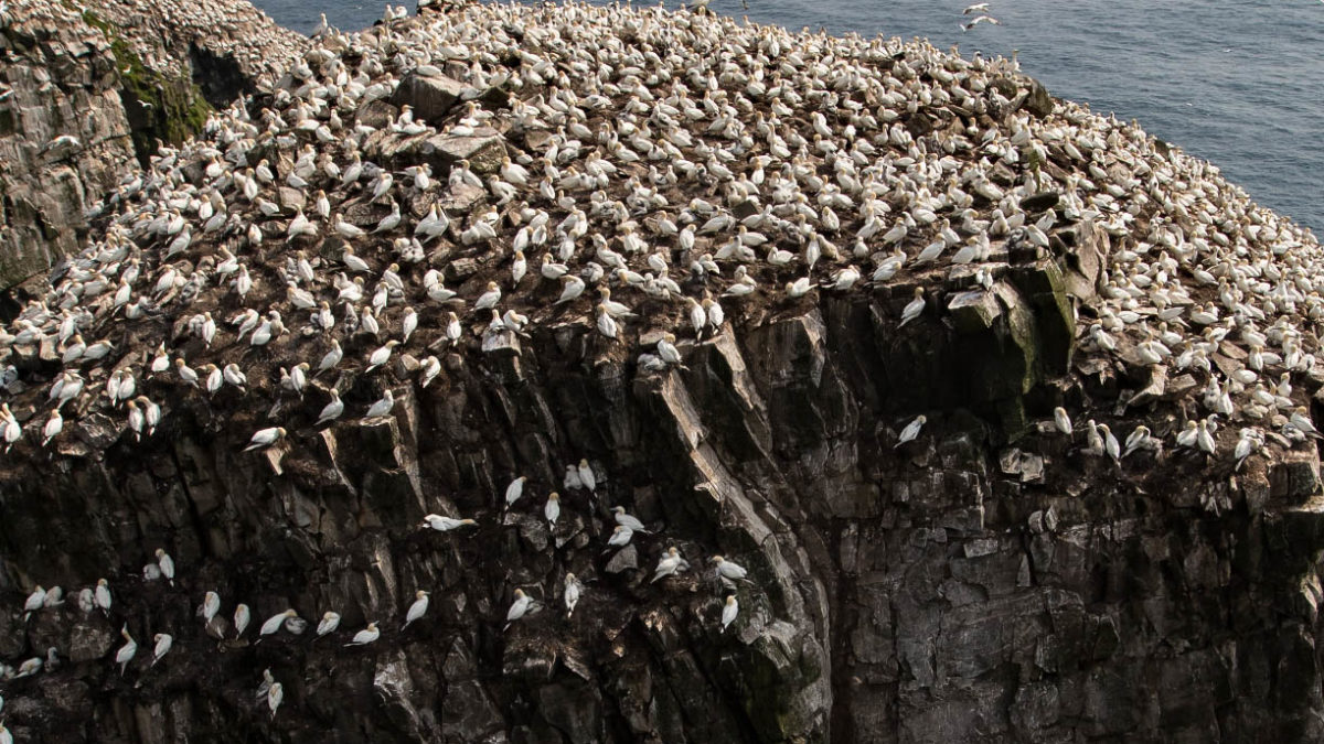 Social distancing is common within seabird colonies such as those of northern gannets
