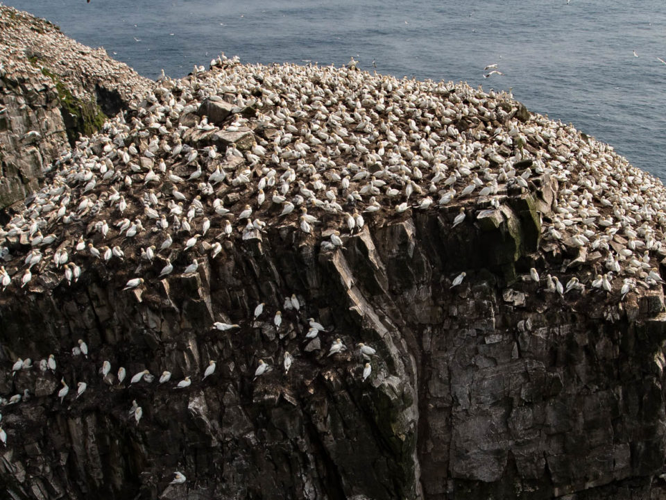 Social distancing is common within seabird colonies such as those of northern gannets