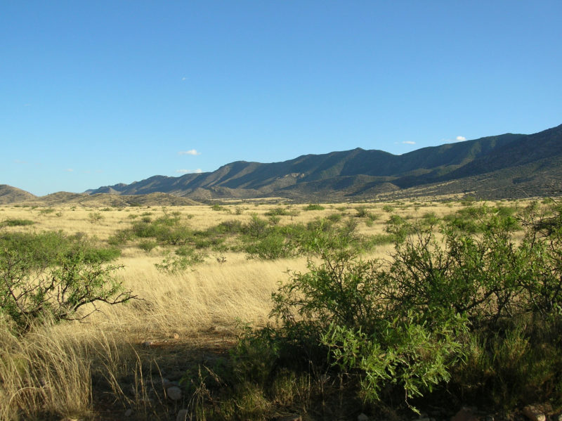 Stop 7 along the Dragoon, Nightjar Survey Network survey route in Arizona.