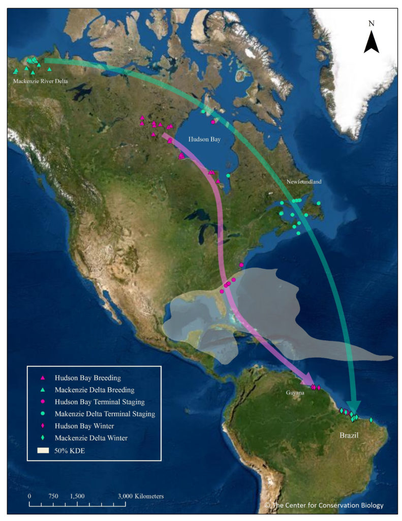 Stylized map of migration pathways for Mackenzie Delta and Hudson Bay whimbrel populations