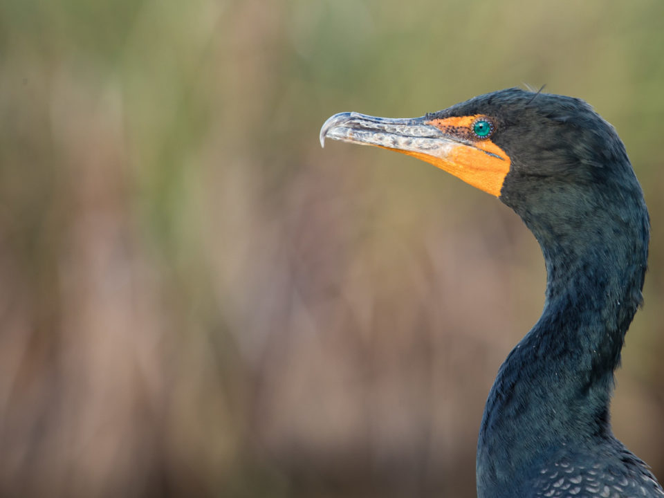 The double-crested cormorant is one of the great winners over the past 25 years in Virginia