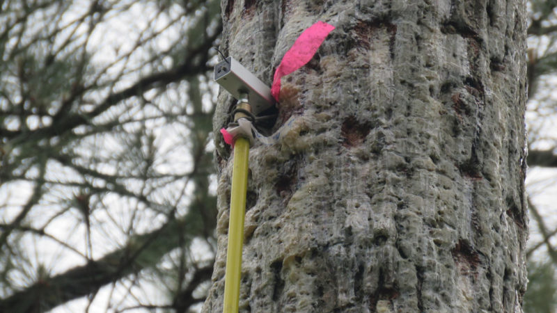 The peeper camera can access the interior of RCW cavities