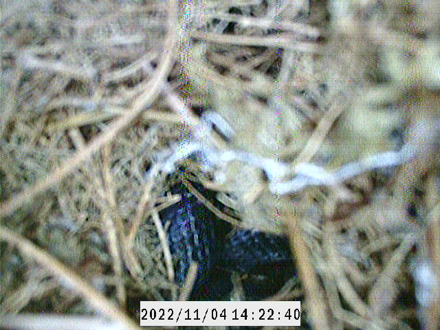 The scales of black rat snake are barely visible through a flying squirrel nest