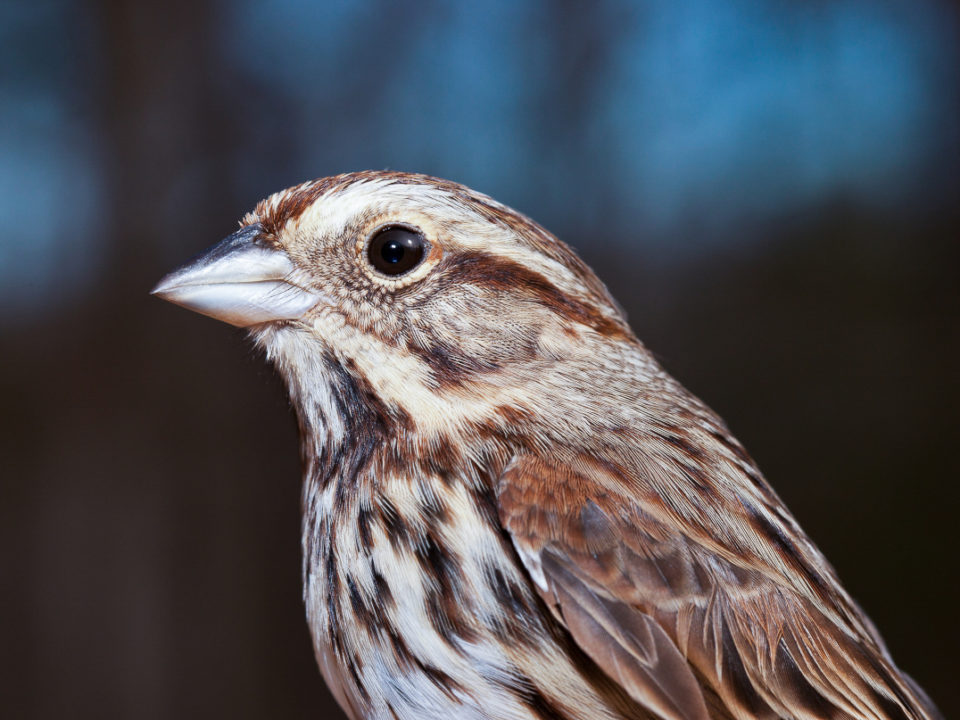 The song sparrow is one of the most polytypic bird species in North America