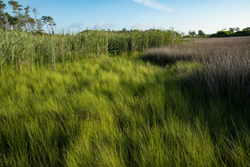 Traditional high-marsh breeding habitat for eastern black rails within the mid-Atlantic region.