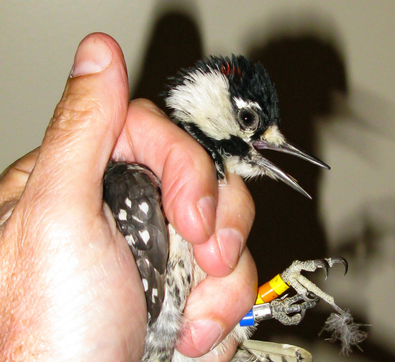 Translocated red-cockaded woodpecker ready for placement into artificial cavity