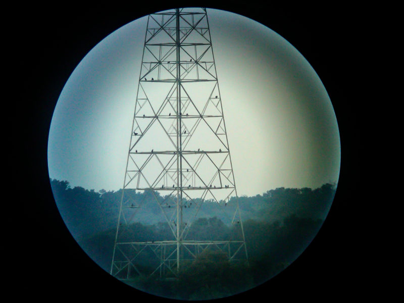 A group of 42 eagles loaf on a transmission tower in the evening along the lower Susquehanna River. Thousands of eagles pass through this site during the year with peak numbers typically found from late fall through early spring. The interaction between these eagles and the resident breeders is poorly understood. Photo by Libby Mojica.