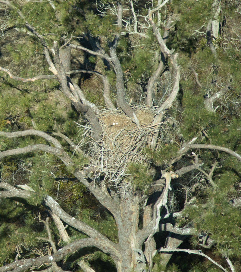 Two eggs in nest built in survivor tree remaining on Grays Creek along the James River