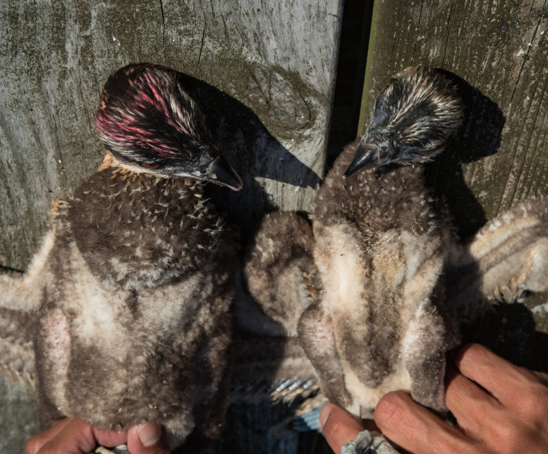 Two siblings showing the outcome of dominance relationships