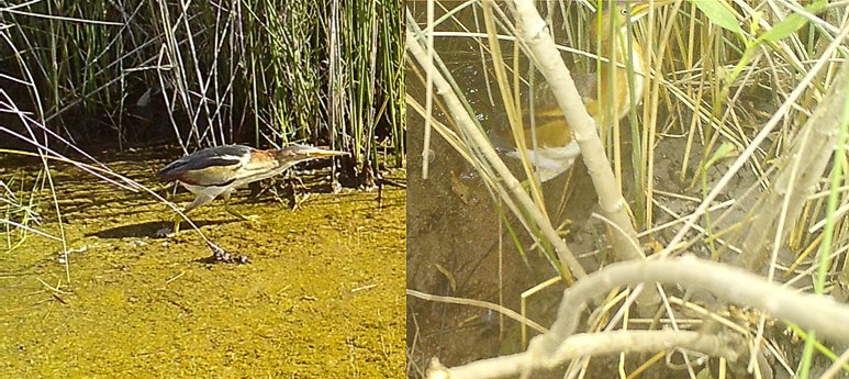 Two trail camera photographs of least bitterns