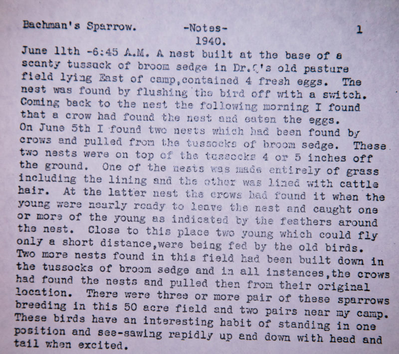 Typed notes from Fred Jones covering observations of nesting Bachman’s Sparrows