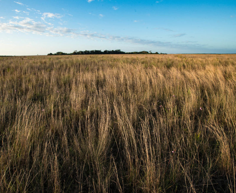 Upland fields with mixed marsh vegetation represented the upper end of the hydrologic gradient