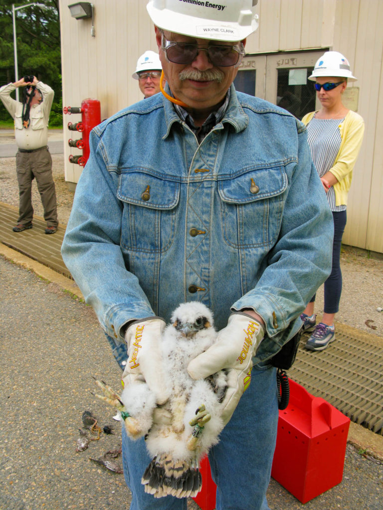 Wayne Clark from Dominion Energy holds young peregrine after banding.