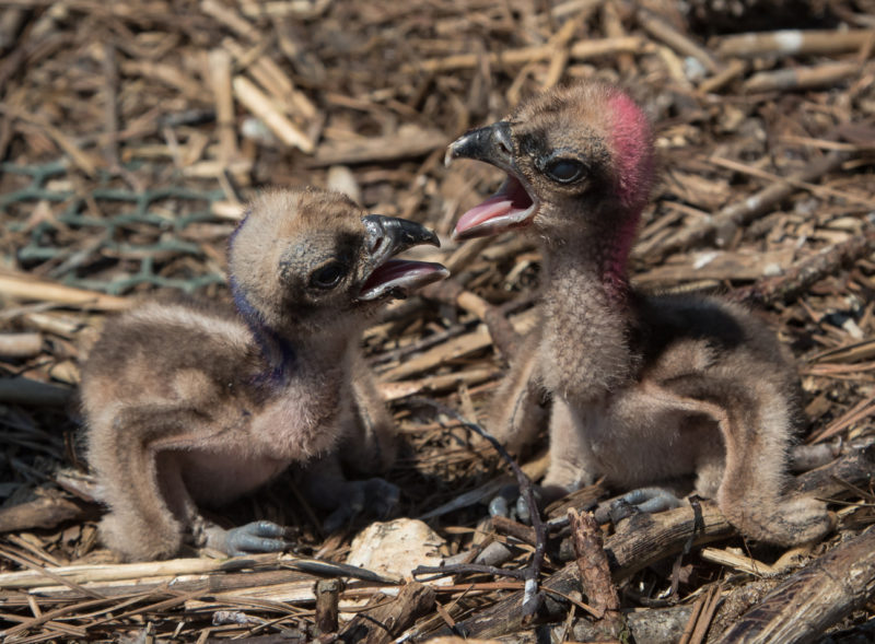 When food is limited, osprey broods form dominance hierarchies early.