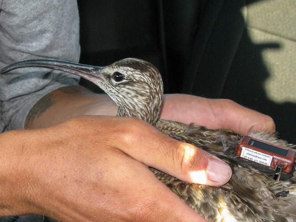 Whimbrel fitted with transmitter.
