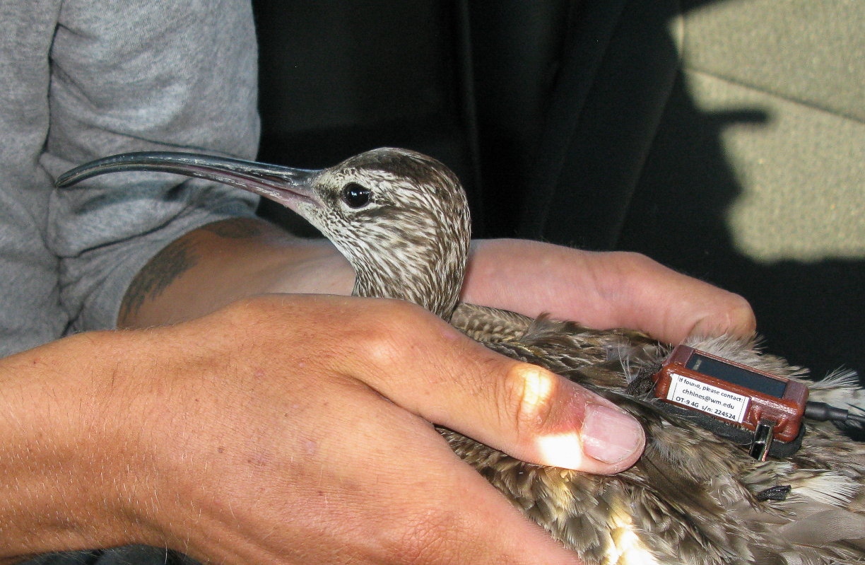 Whimbrel fitted with transmitter.