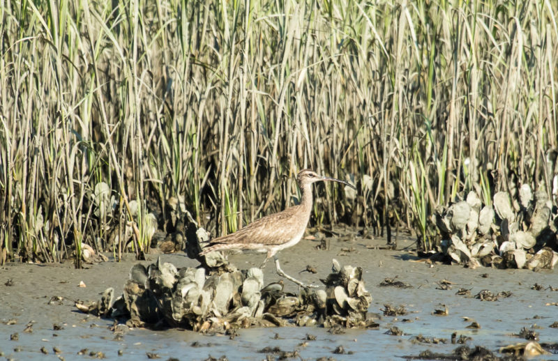 Whimbrel forages along a dense stand of cordgrass