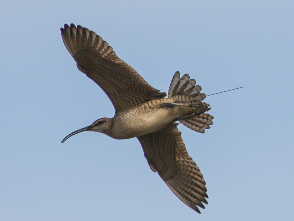 Whimbrel in flight with transmitter antennae extending beyond the tail.