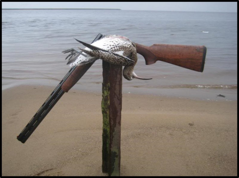 Whimbrel shot by a hunter during migration.