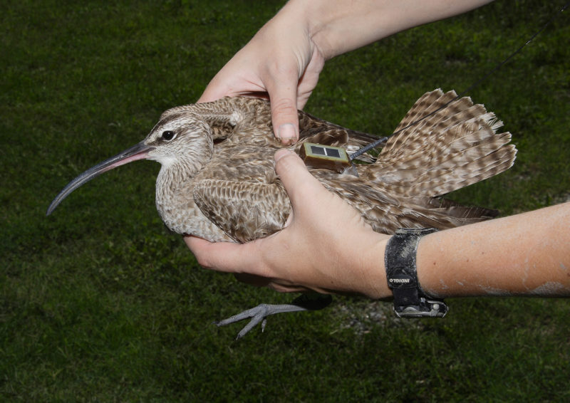 Whimbrel with satellite transmitter attached.