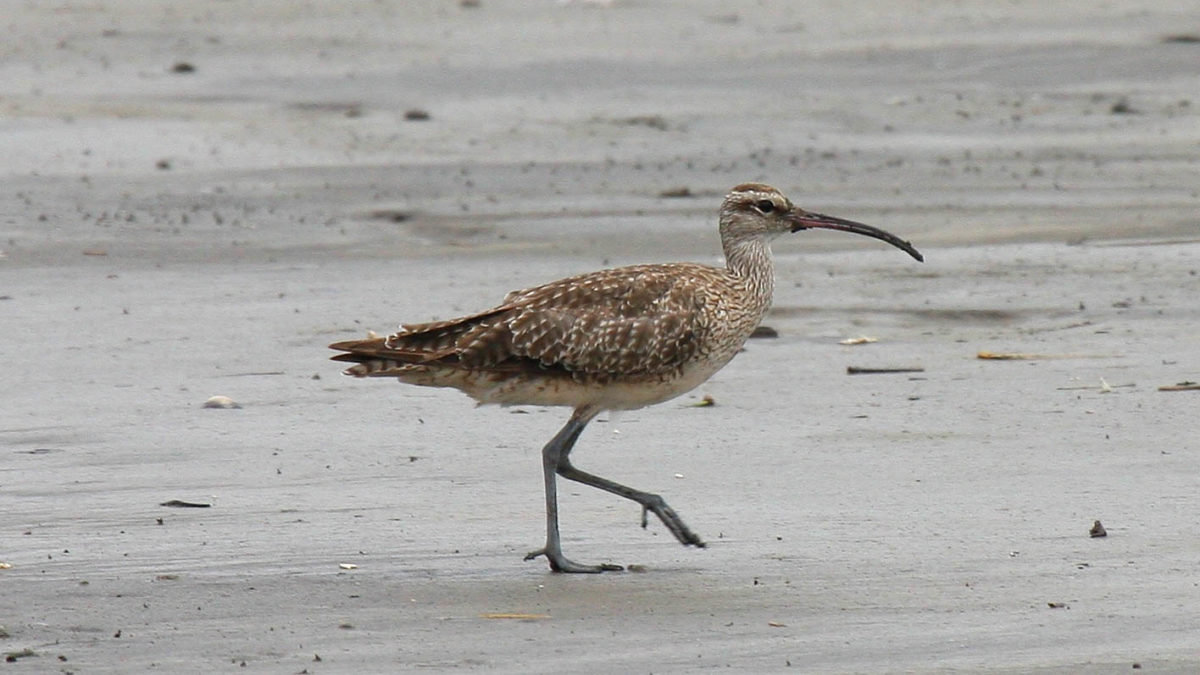 Whimbrels and scores of other shorebirds that depend on mudflats along the northern coast of Brazil