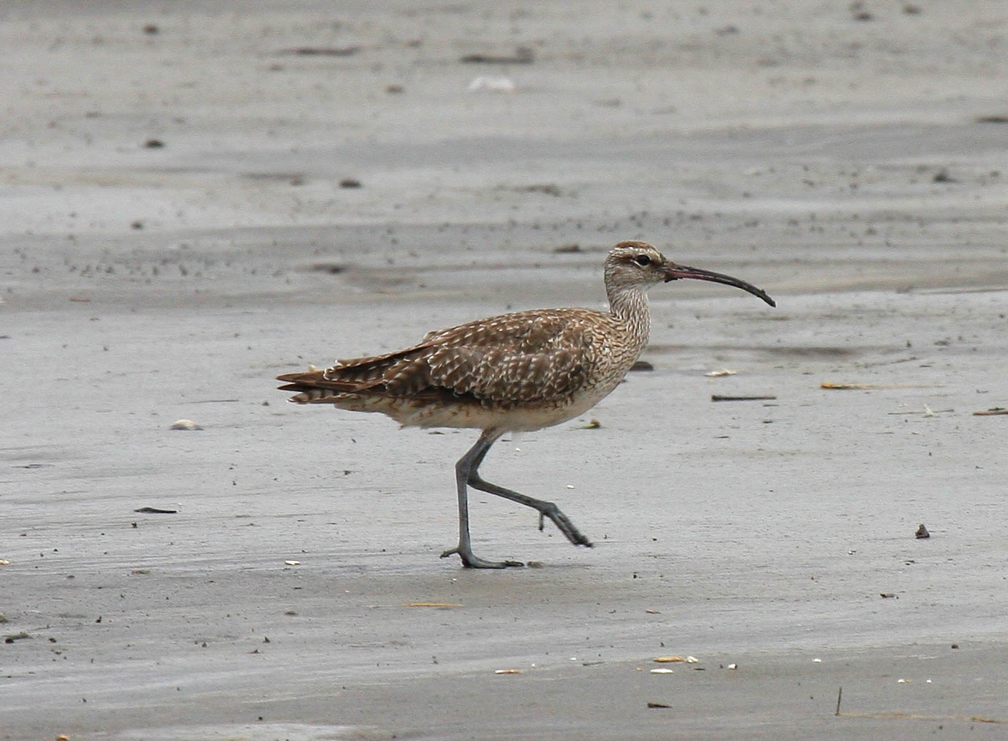 Whimbrels and scores of other shorebirds that depend on mudflats along the northern coast of Brazil