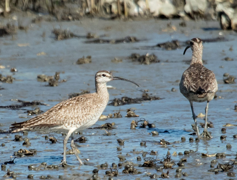 Whimbrels arrive on the Delmarva thin and underweight but gain