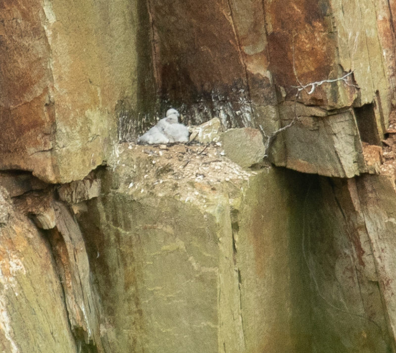 Young brood of peregrine falcons on a ledge