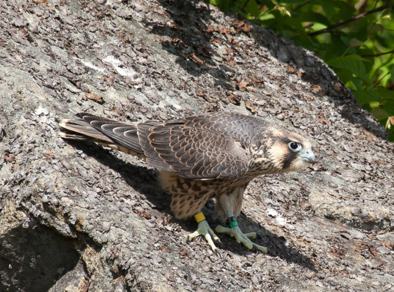 Young falcon just after fledging from Hogback Mountain hack site in Shenandoah National Park.